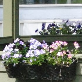 Altankasser med blomster Grønnegården