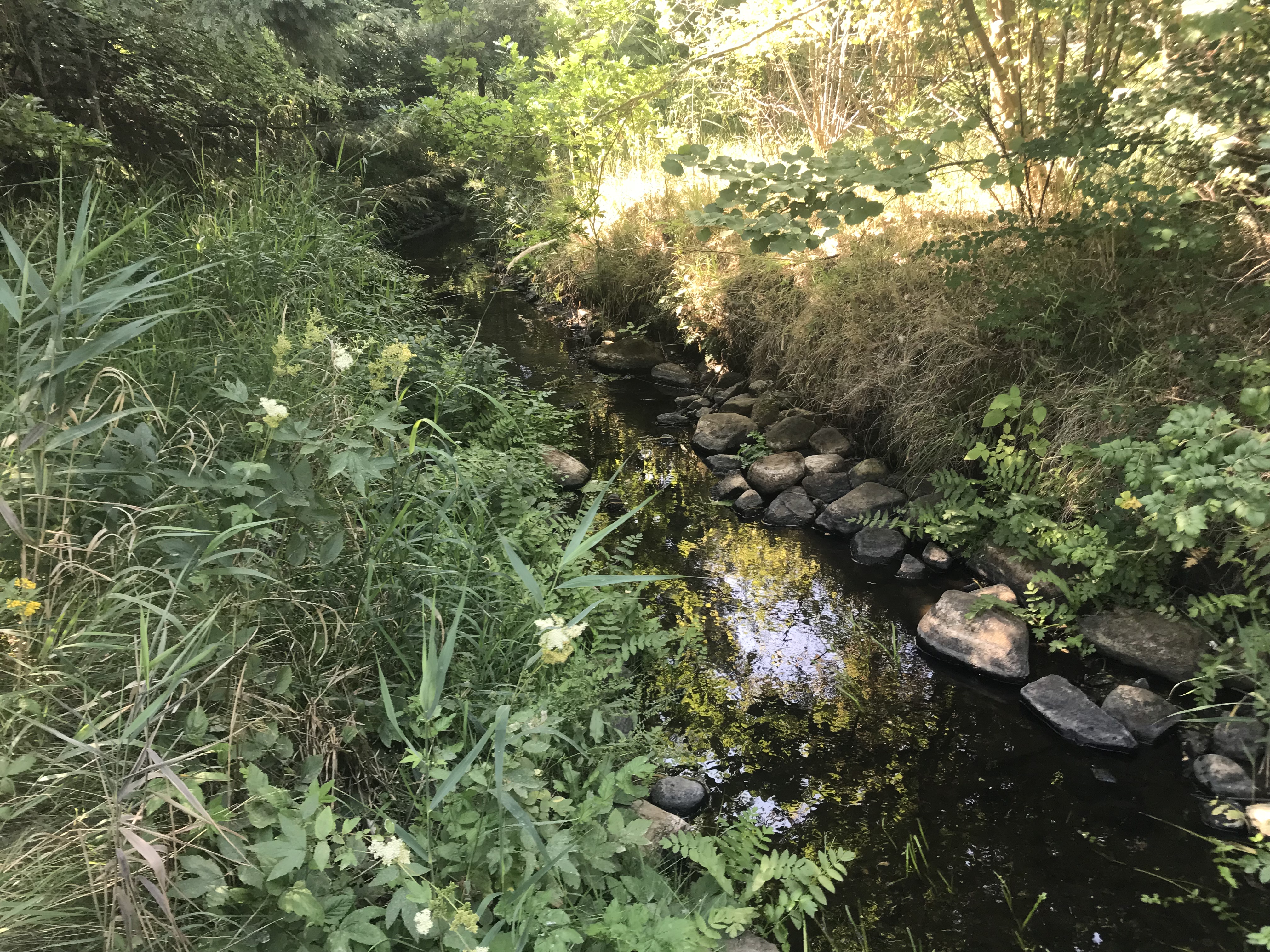 Et vandløb hvor der er udlagt sten i kanten