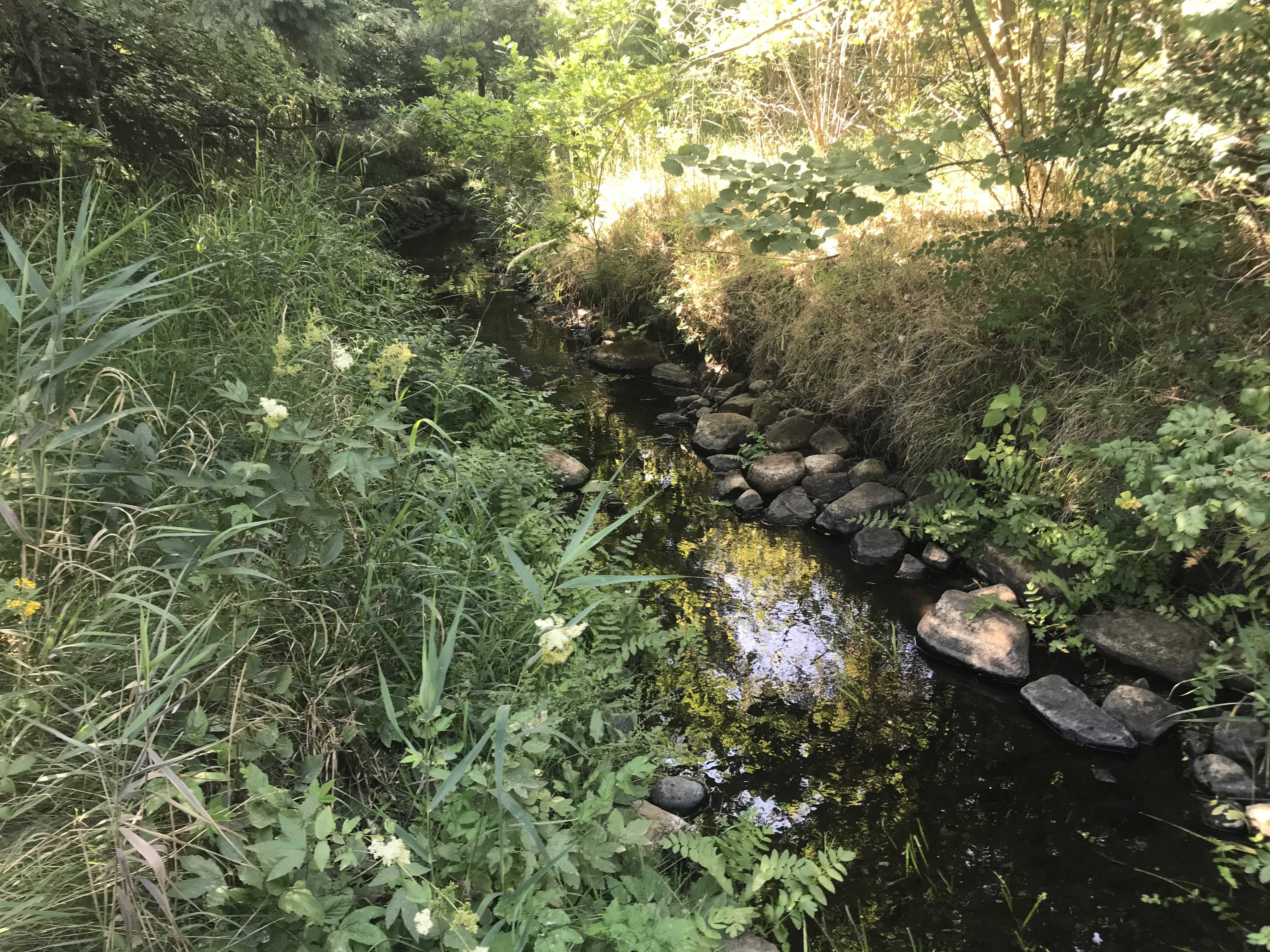 Et vandløb hvor der er udlagt sten i kanten